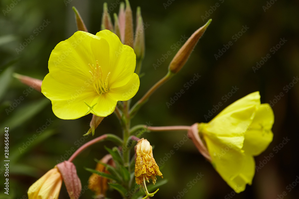 Fototapeta premium gelbe Gartenblume