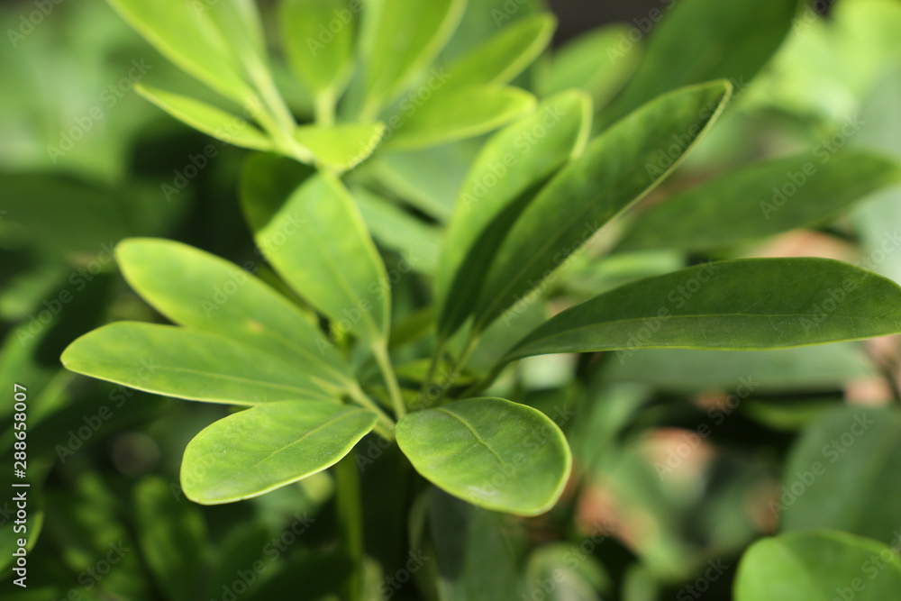 green leaves of plant green leaves of plant