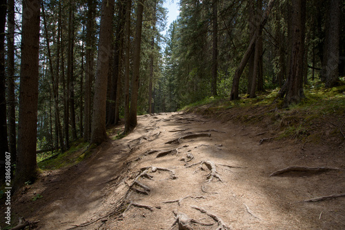 Exposed tree roots on path through pine forest in Rocky Mountains, Western Cadada