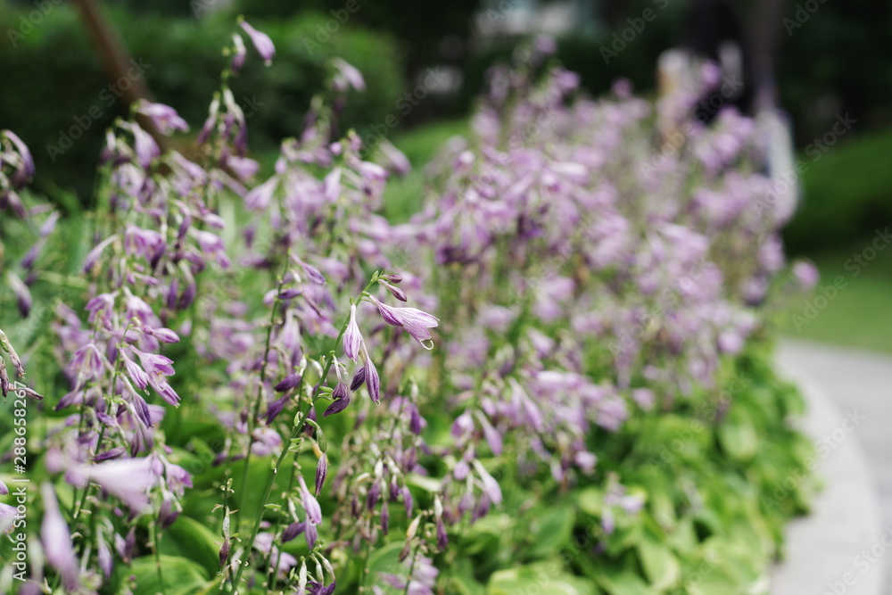 colorful summer flower colorful summer flower
