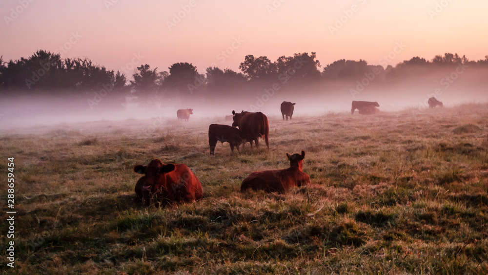 Cattle in an autumn pasture at sunrise with fog