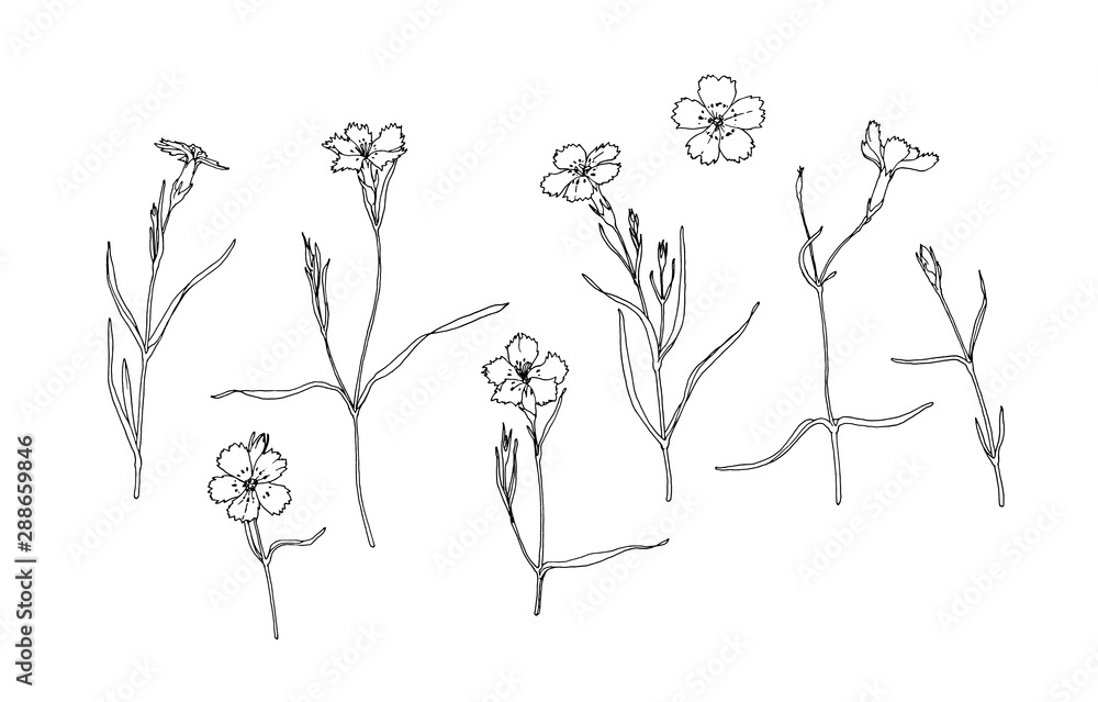 Wild carnation flowers contour vector isolated set