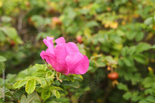 Wallpaper Mural Autumn sadness in bright colors. Rosehip berries in the light of the autumn sun. Torontodigital.ca