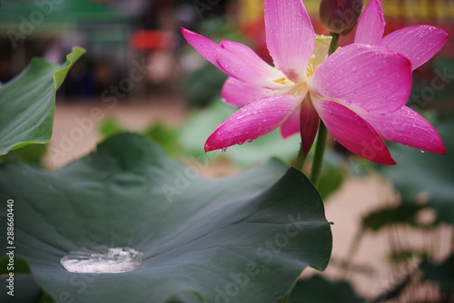 beautiful pink lotus and green leaf