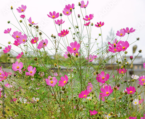 Beautiful tall flowers with purple petals (Cosmos bipinnatus). Lush flowering at the end of summer.