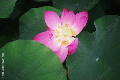 beautiful pink lotus and green leaf