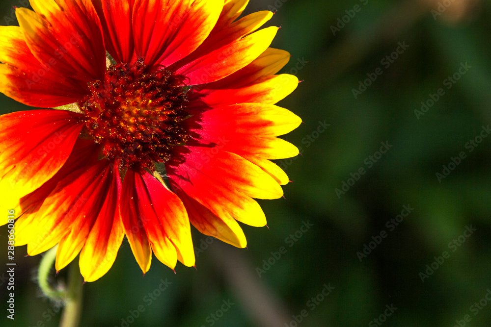 Flower gaillardia aristata in garden Flower gaillardia aristata in garden