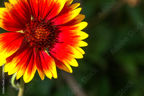 Flower gaillardia aristata in garden