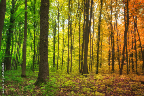 The season of year is changing in in the forest