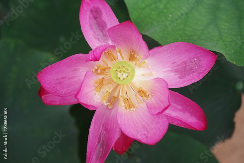 beautiful pink lotus and green leaf