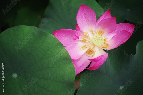 beautiful pink lotus and green leaf