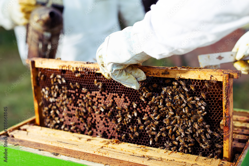 The beekeeper holds a honey cell with bees in his hands. The beekeeper holds a honey cell with bees in his hands.