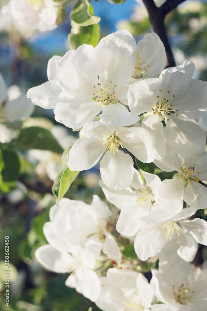 Fototapeta premium Flowers on the branches of an apple tree