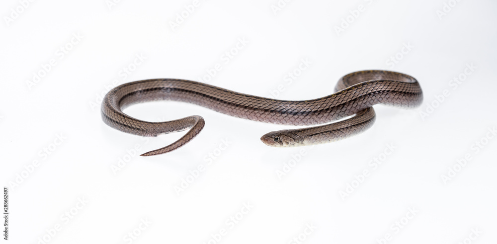 Striped kukri Snake on white background, Scientific name:Oligodon taeniatus, snake of Thailand Striped kukri Snake on white background, Scientific name:Oligodon taeniatus, snake of Thailand