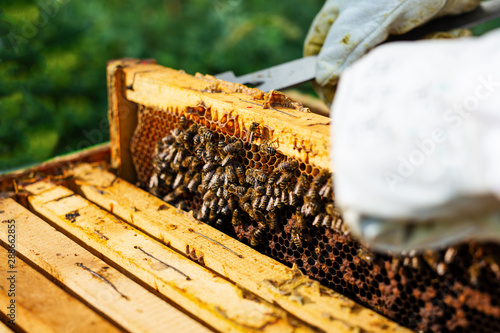 Beekeeper holding frame of honeycomb with bees.