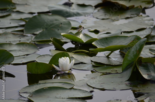 Nénuphar 