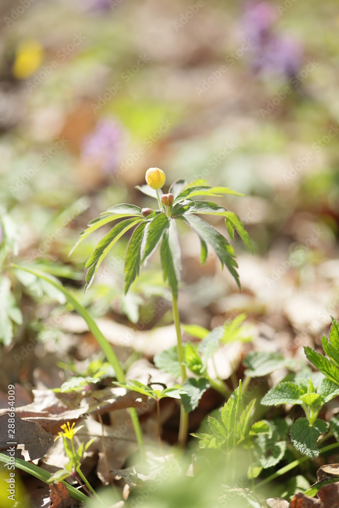 Obraz premium yellow flower in the forest