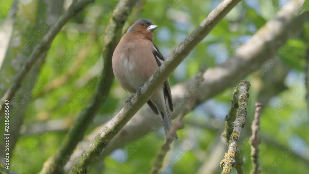 Chaffinch, Fringilla coelebs, single male singing branch, Warwickshire June 2013