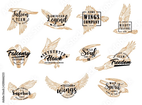 Eagle, falcon and hawk birds