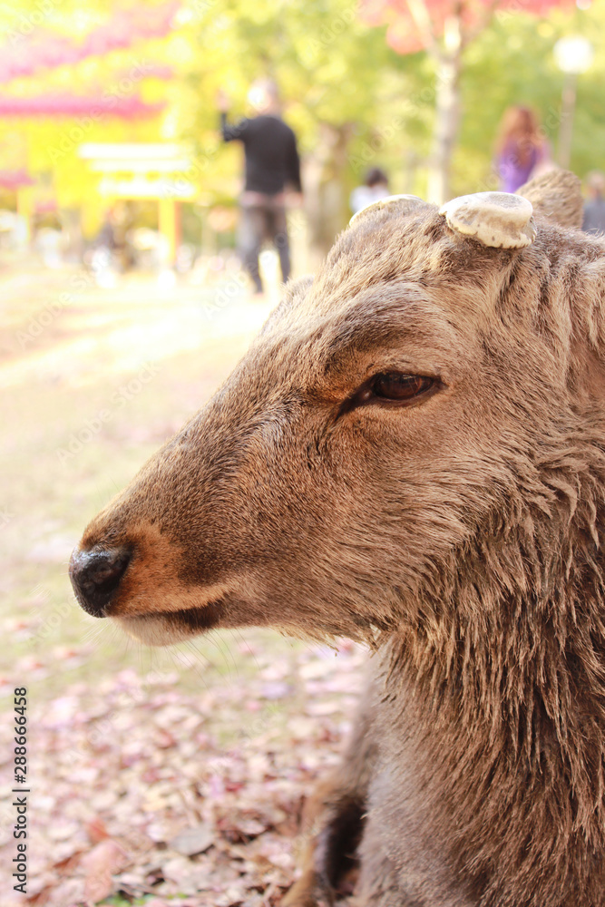 Fototapeta premium 鹿の横顔