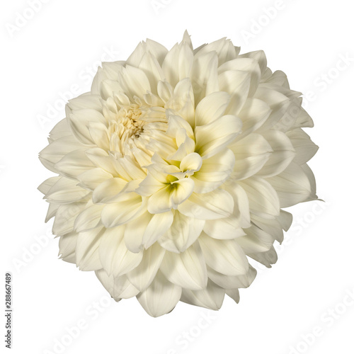 Wallpaper Mural White dahlia flower on a white background. Side view Torontodigital.ca