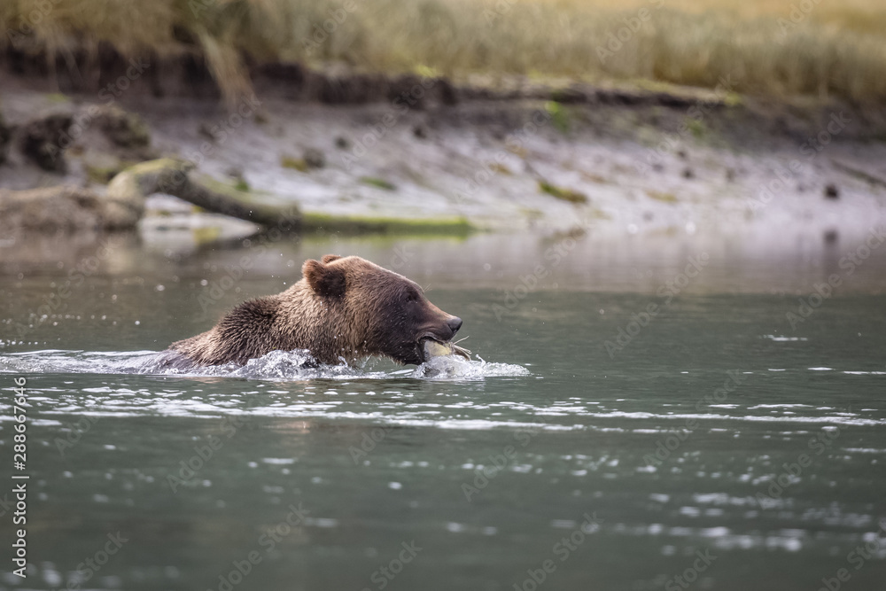 grizzly bear