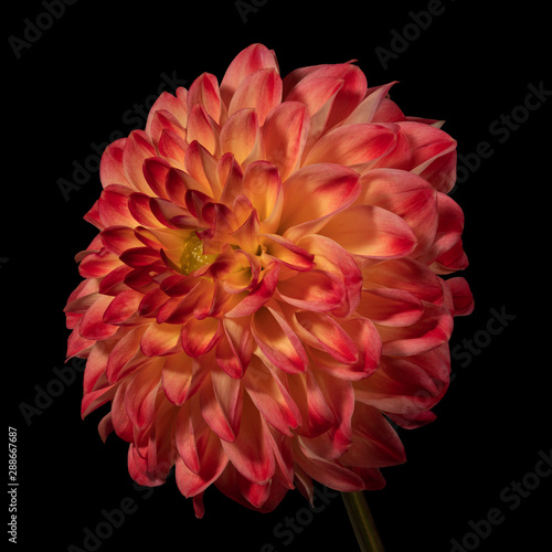 Pink dahlia flower on a black background. Side view