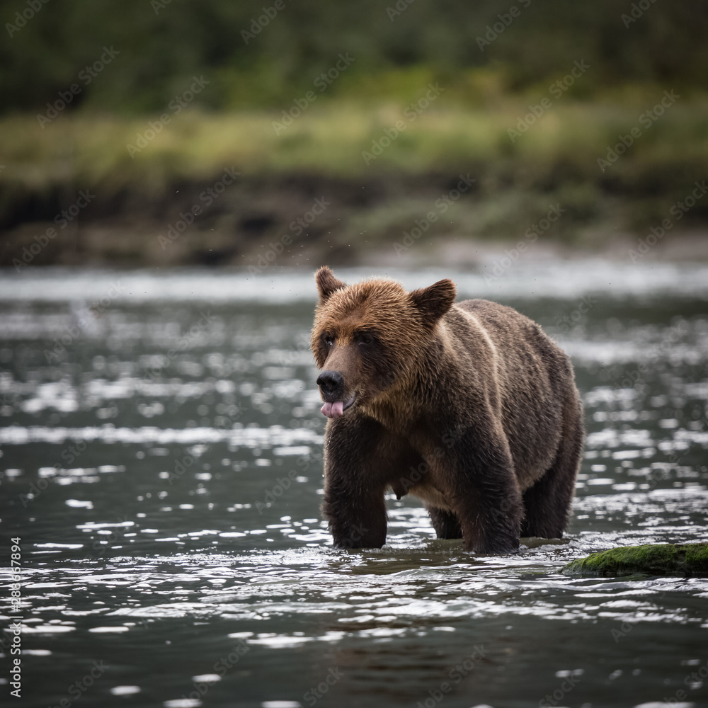 Obraz premium grizzly bear