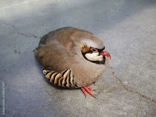 Close up of Alectoris chukar photo