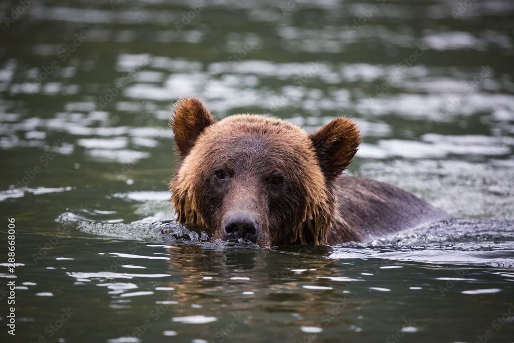 grizzly bear grizzly bear