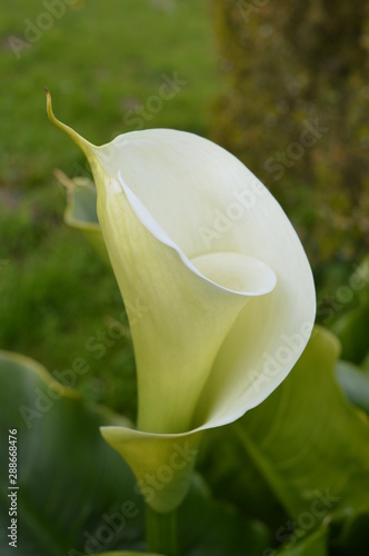 arum
