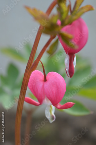 coeur de marie