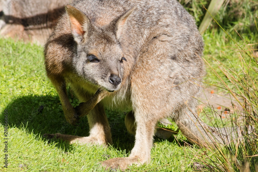 Fototapeta premium Close up image of a Tammar Wallaby - Macropus eugenii