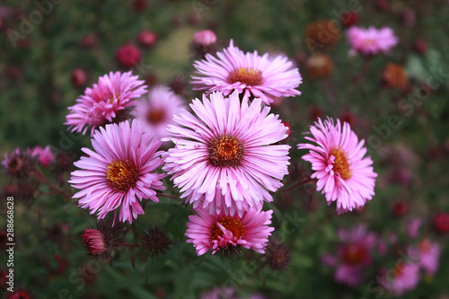 Symphyotrichum novi-belgii also known as New York Aster  a genus of the family Asteraceae whose species were once considered to be Asters.