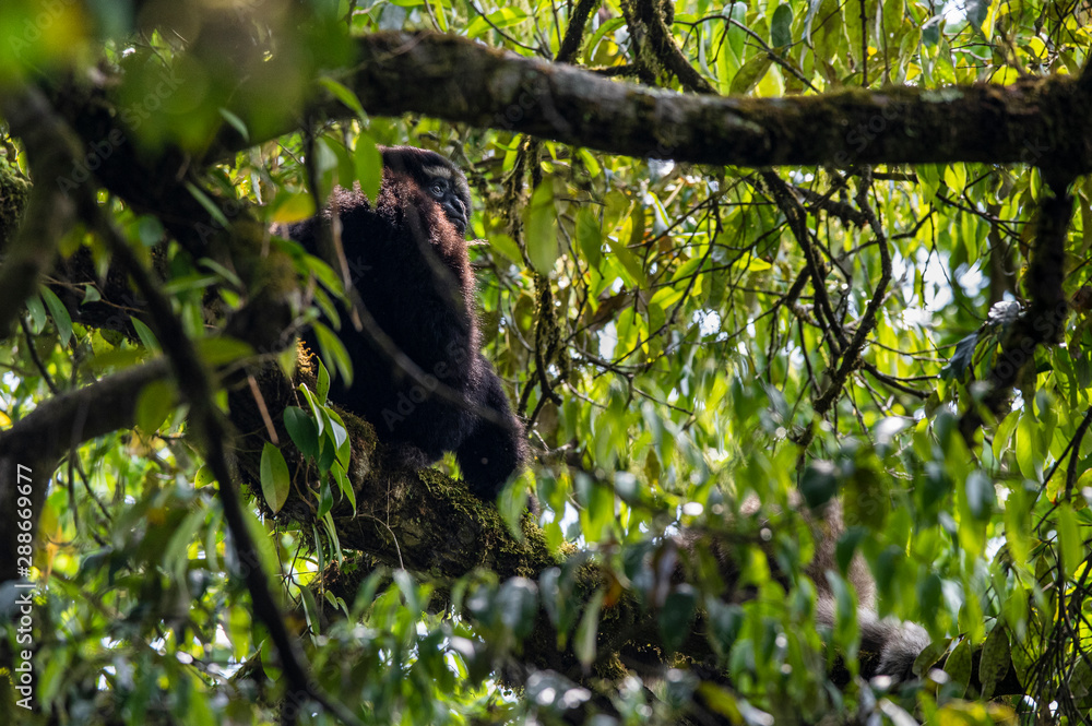 Skywalker hoolock gibbon monkey in a tree Skywalker hoolock gibbon monkey in a tree