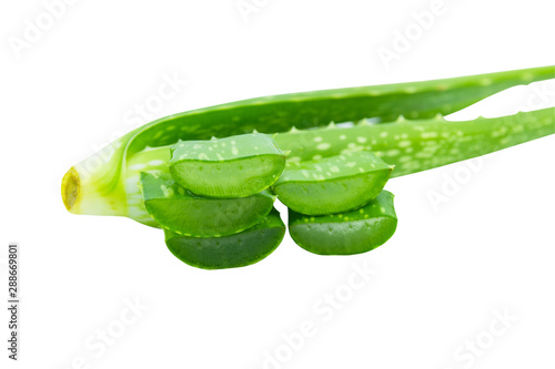 Green fresh Aloe vera sliced fresh aloe for herbal medical plant and beauty spa on white texture isolated for background.