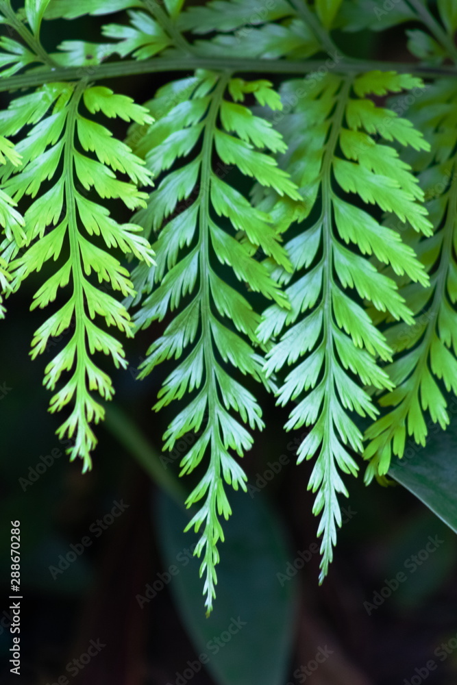 Asplenium bulbiferum, known as mother spleenwort, is a fern species native to New Zealand Asplenium bulbiferum, known as mother spleenwort, is a fern species native to New Zealand