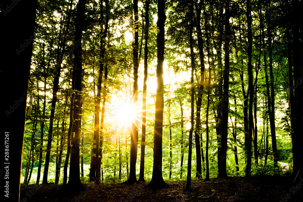 Obraz premium sunset in the forest