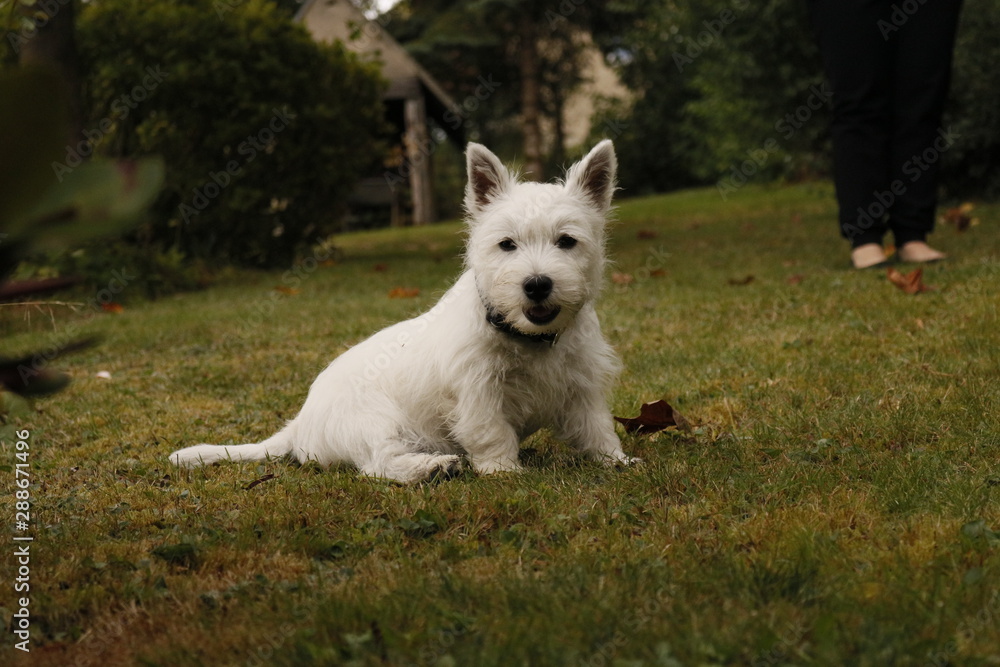 West Highland White Terrier Welpe sitzt im Gras