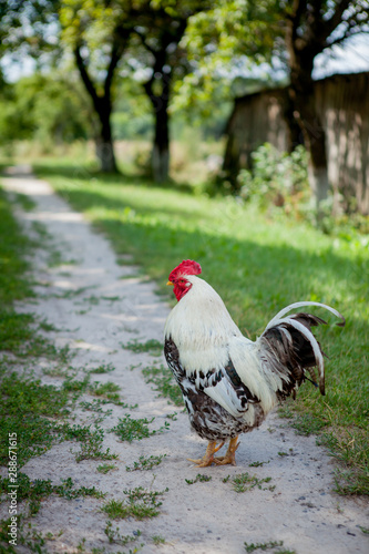 Colorful rooster on the farm,beautiful roosters walking on the street,Village eco concept