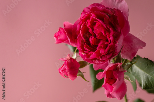 Beautiful pink peony onpink background close-up. Top view. Flat lay.
