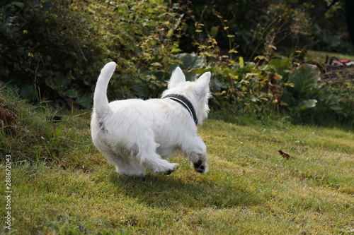 West Highland White Terrier Welpe rennt  © Anke