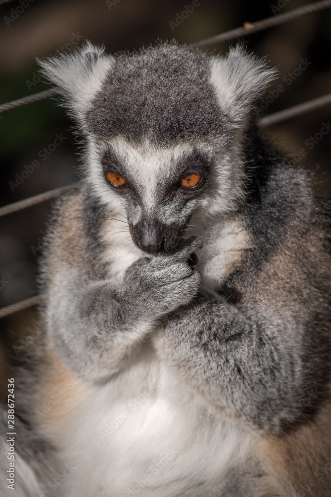 Lemur cleaning his fingers Lemur cleaning his fingers