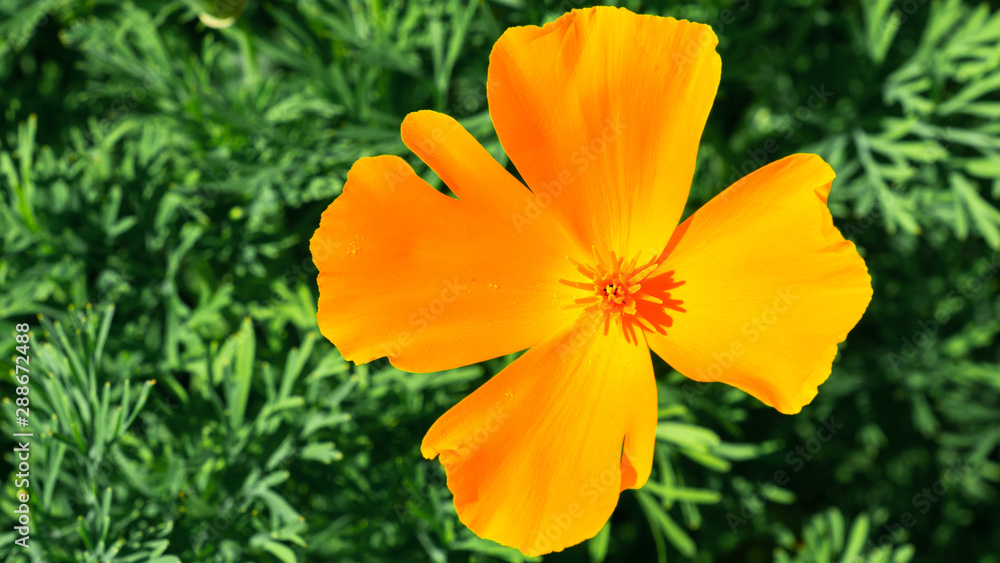 Yellow flower with green leaves in the background. Yellow flower with green leaves in the background.