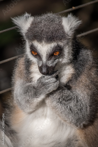 Lemur cleaning his fingers  © Amanda