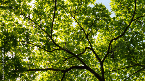 Bottom view of the crown of a beautiful tree.