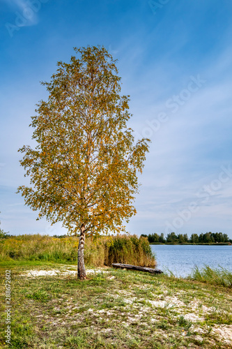 Lonely birch on a shore of big river, autumn in Europe