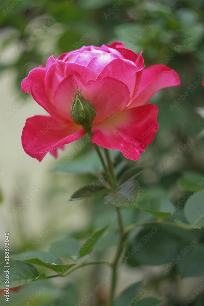 Pink rose in the garden