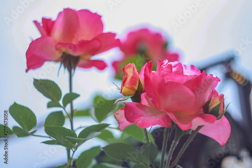 Fototapeta Naklejka Na Ścianę i Meble -  Pink rose in the garden