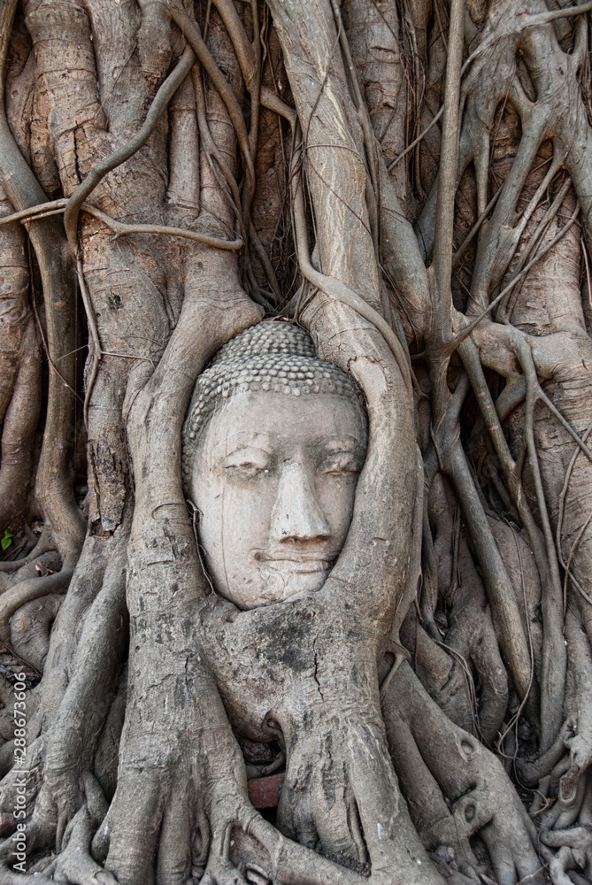 A stone head of Buddha surrounded by tree's roots in Wat Prha Mahathat Temple in Ayutthaya, Thailand